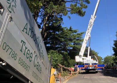 Crane dismantling tree