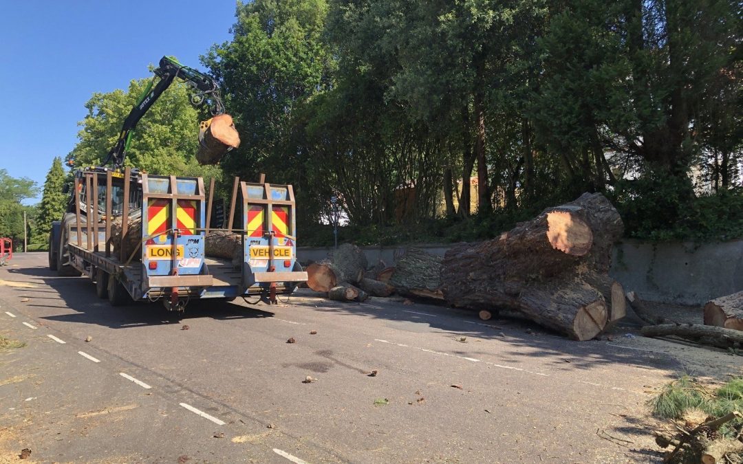 Large timber removal