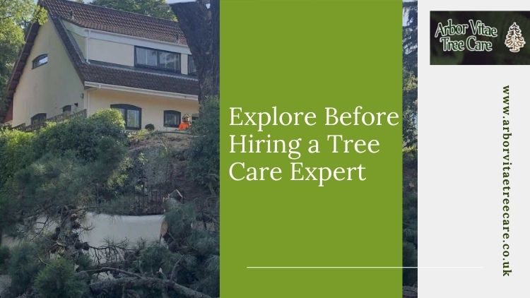 The Numerous Benefits of Hedge Trimming: Explore Before Hiring a Tree Care Expert