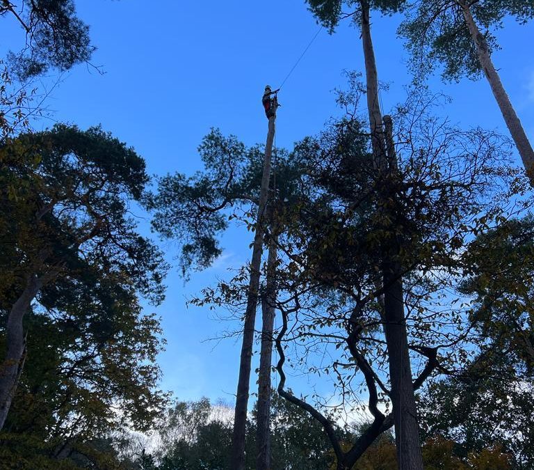 Tree Surgeon