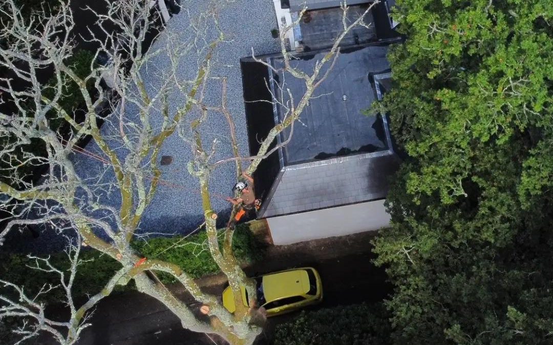 Why Do Trees Near Buildings Need Different Pruning Considerations?